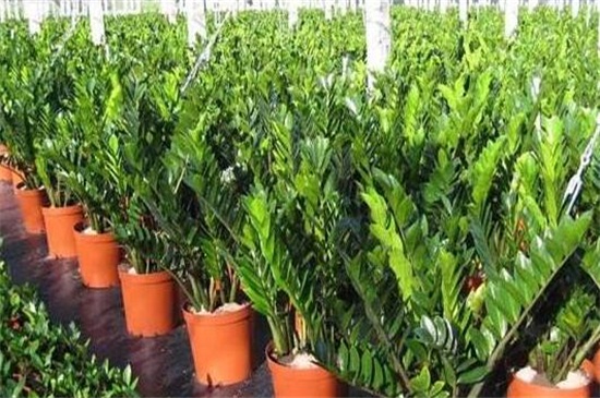 金钱树可以整枝扦插吗,可以/详解办法五步