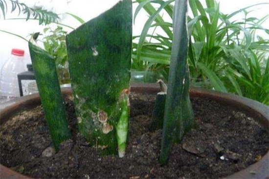 金钱树可以整枝扦插吗,可以/详解办法五步