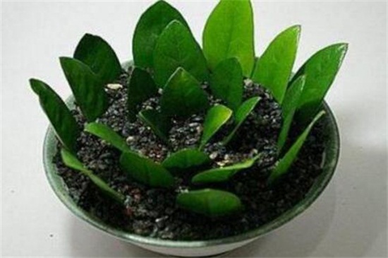 金钱树可以整枝扦插吗,可以/详解办法五步