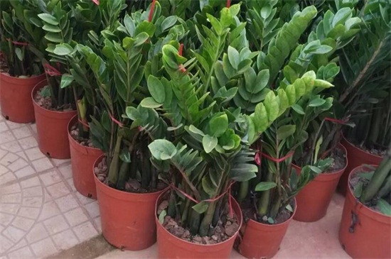 金钱树可以整枝扦插吗,可以/详解办法五步