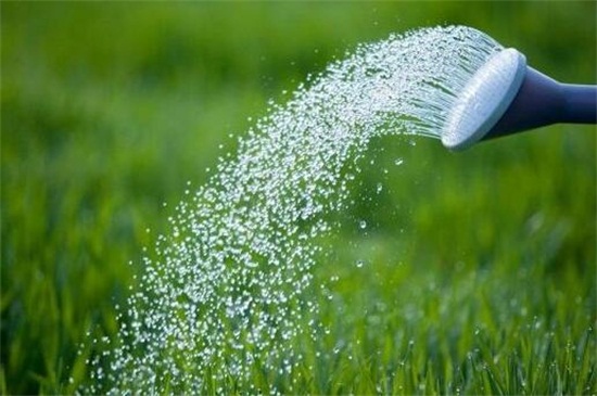 金钱树可以整枝扦插吗,可以/详解办法五步