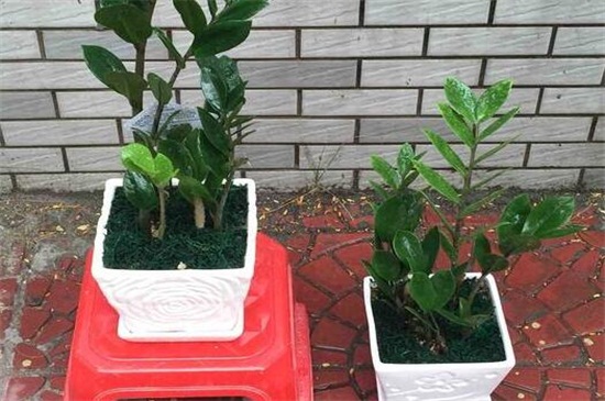 金钱树可以整枝扦插吗,可以/详解办法五步