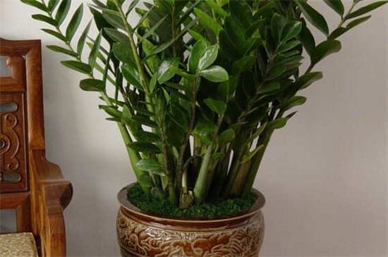 洗米水可以浇金钱树吗，可以但要留意浇水办法