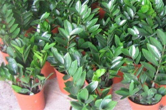 洗米水可以浇金钱树吗，可以但要留意浇水办法