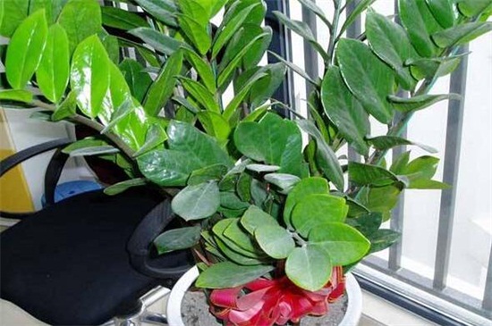 洗米水可以浇金钱树吗，可以但要留意浇水办法