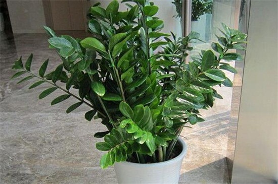 洗米水可以浇金钱树吗，可以但要留意浇水办法