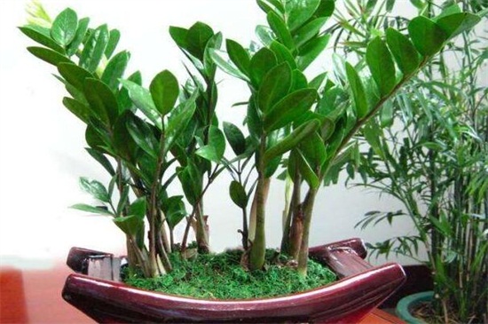 洗米水可以浇金钱树吗，可以但要留意浇水办法