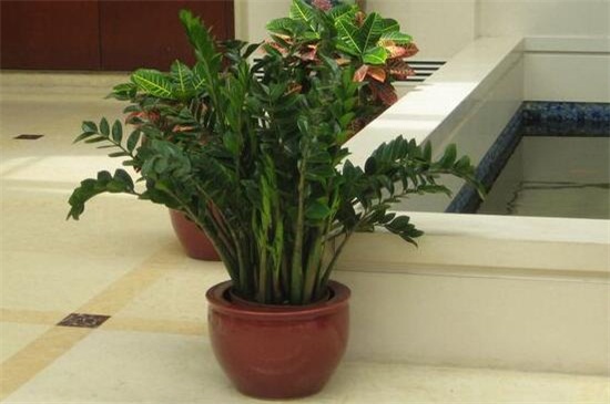 洗米水可以浇金钱树吗，可以但要留意浇水办法