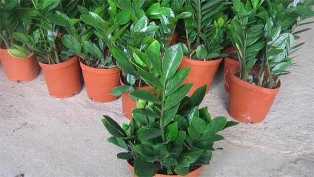 金钱树的养殖办法和留意事项