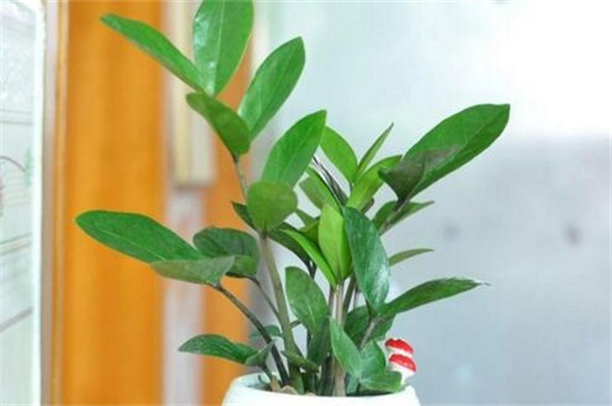 金钱树的养殖办法和留意事项