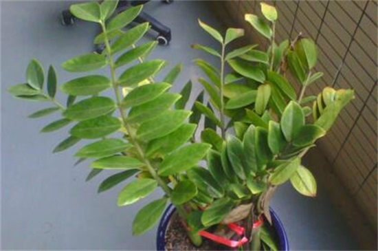 金钱树的养殖办法和留意事项
