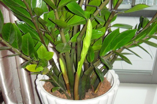 金钱树可以浇啤酒吗,稀释巧用忌烧根