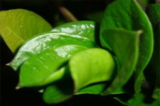 金钱树可以浇啤酒吗,稀释巧用忌烧根