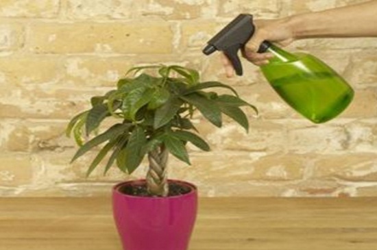 金钱树可以浇啤酒吗,稀释巧用忌烧根