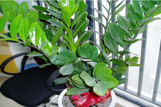 金钱树可以浇啤酒吗,稀释巧用忌烧根