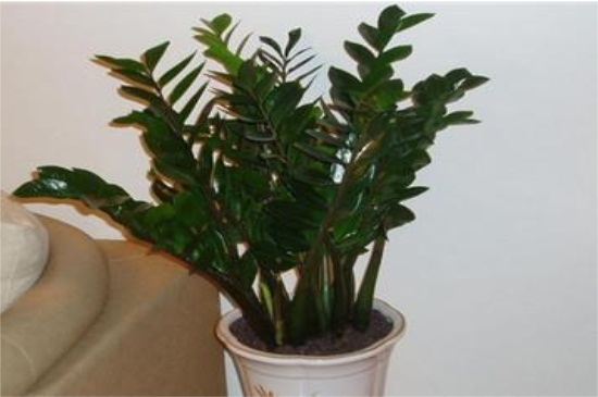 金钱树可以浇啤酒吗,稀释巧用忌烧根