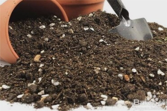 金钱树可以浇啤酒吗,稀释巧用忌烧根