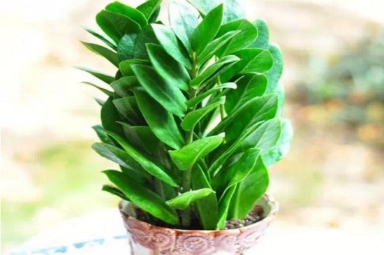 金钱树可以浇啤酒吗,稀释巧用忌烧根