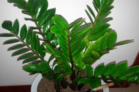 金钱树可以浇啤酒吗,稀释巧用忌烧根