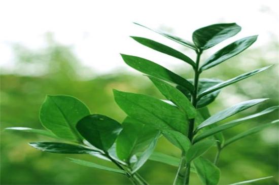 金钱树如何养高大，细心培养和病虫预防和治疗要同时实行