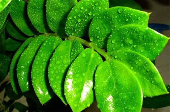 金钱树如何养高大，细心培养和病虫预防和治疗要同时实行