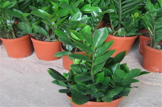 金钱树如何养高大，细心培养和病虫预防和治疗要同时实行