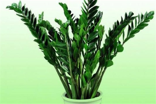 金钱树如何养高大，细心培养和病虫预防和治疗要同时实行