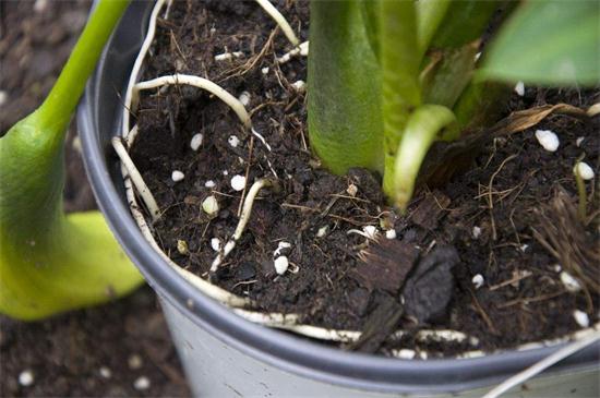 金钱树如何养高大，细心培养和病虫预防和治疗要同时实行