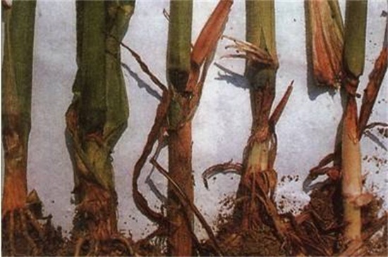 金钱树如何养高大，细心培养和病虫预防和治疗要同时实行