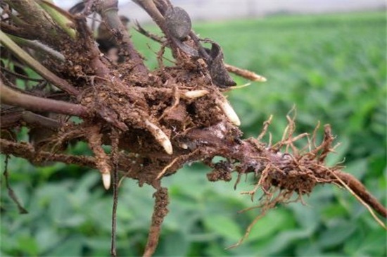 金钱树如何养高大，细心培养和病虫预防和治疗要同时实行