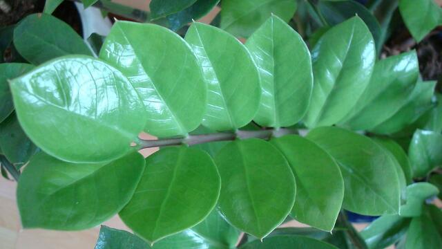 如何使金钱树叶子更绿