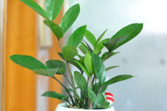 如何使金钱树叶子更绿