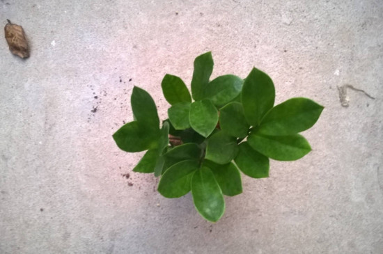 如何使金钱树叶子更绿