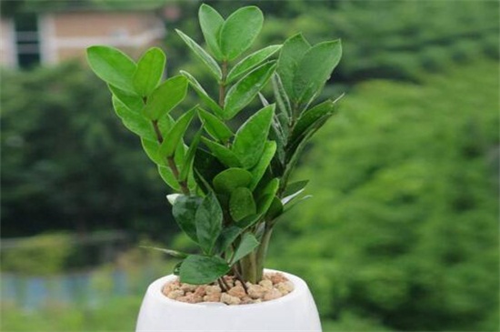 金钱树如何浇水，夏季4～6天浇一次水/阴雨天不浇水