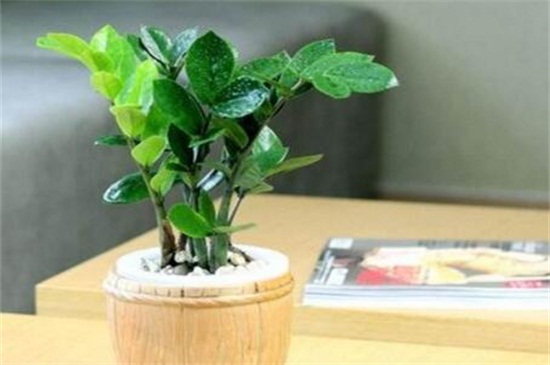 金钱树如何浇水，夏季4～6天浇一次水/阴雨天不浇水