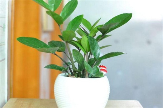 金钱树如何浇水，夏季4～6天浇一次水/阴雨天不浇水