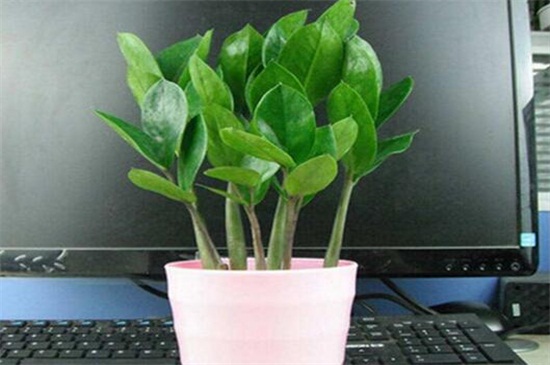 金钱树如何浇水，夏季4～6天浇一次水/阴雨天不浇水