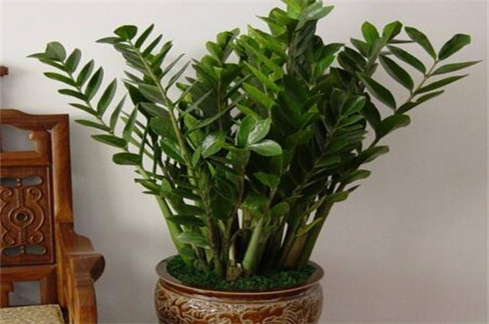 金钱树如何浇水，夏季4～6天浇一次水/阴雨天不浇水