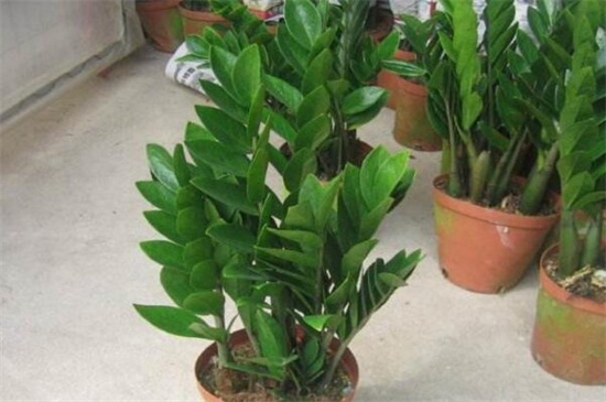 金钱树如何浇水，夏季4～6天浇一次水/阴雨天不浇水