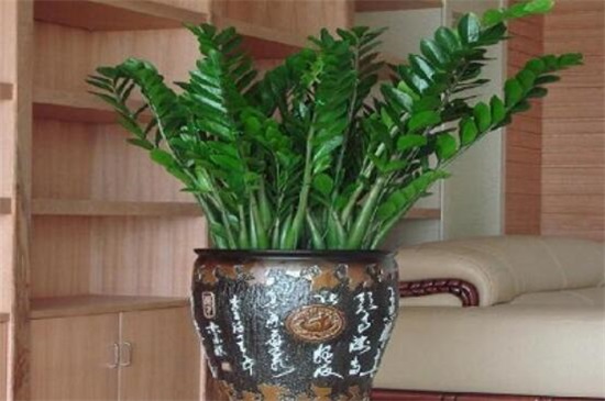 金钱树掉叶子如何办，4个办法处理金钱树掉叶子问题