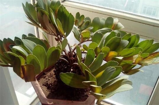 金钱树掉叶子如何办，4个办法处理金钱树掉叶子问题