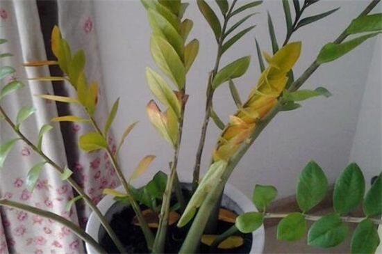 金钱树掉叶子如何办，4个办法处理金钱树掉叶子问题