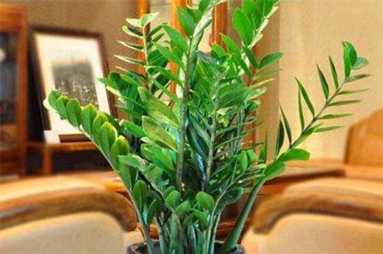 金钱树掉叶子如何办，4个办法处理金钱树掉叶子问题