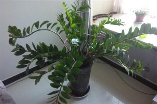 金钱树掉叶子如何办，4个办法处理金钱树掉叶子问题