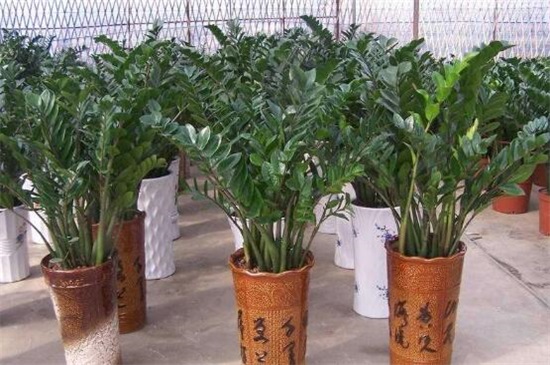 金钱树掉叶子如何办，4个办法处理金钱树掉叶子问题