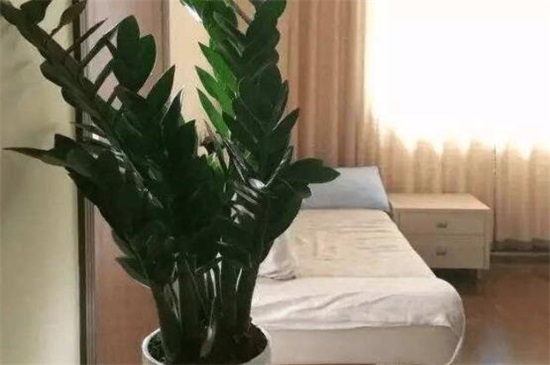 金钱树掉叶子如何办，4个办法处理金钱树掉叶子问题