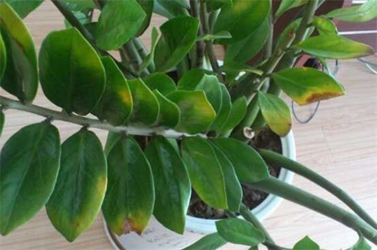 金钱树掉叶子如何办，4个办法处理金钱树掉叶子问题