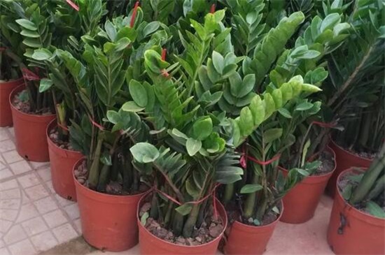 金钱树掉叶子如何办，4个办法处理金钱树掉叶子问题