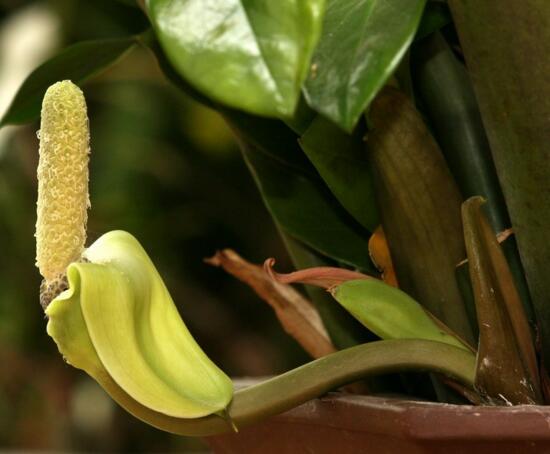 金钱树开花后如何处理，摘掉残花后浇水施肥好好养护