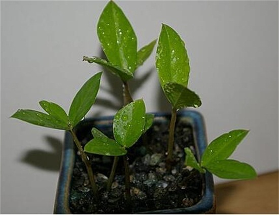 金钱树开花后如何处理，摘掉残花后浇水施肥好好养护